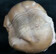 Very Nice Illaenus Sarsi - Russian Trilobite #7510-4
